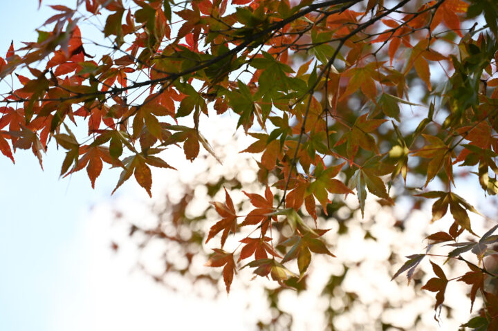 グラデーション