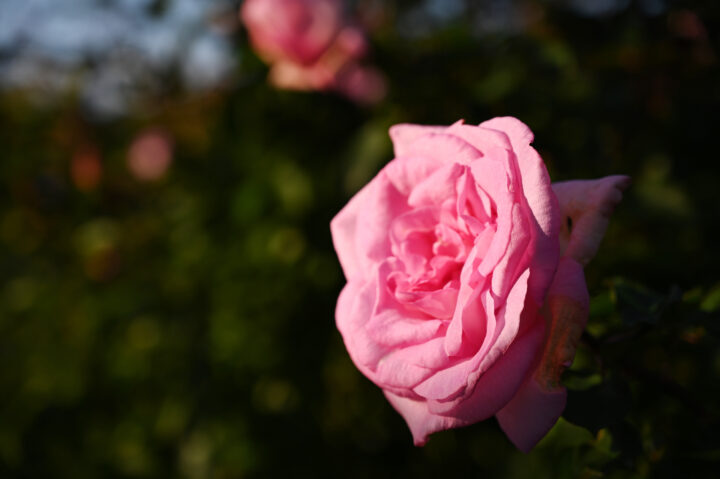 ピンクの薔薇