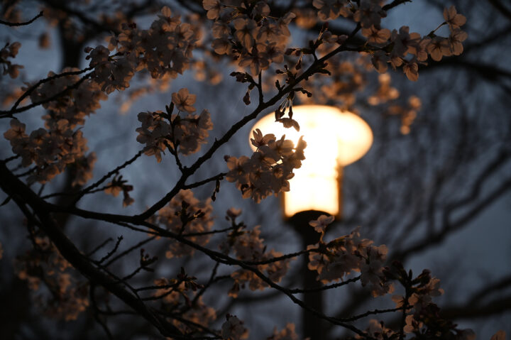桜と外灯
